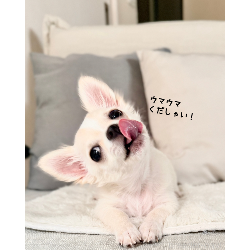 販売中の静岡県のチワワ(ロングコート)-417594の3枚目