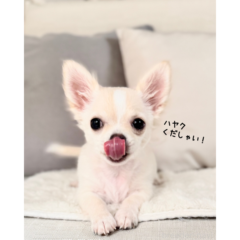 販売中の静岡県のチワワ(ロングコート)-417594の2枚目