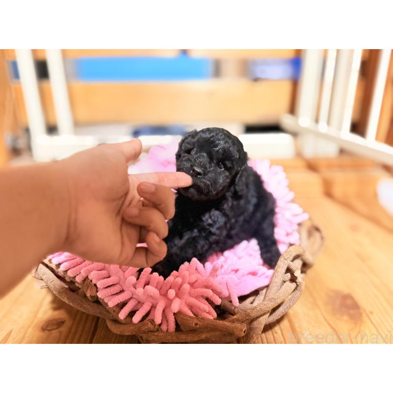 販売中の大阪府のトイプードル-421883の2枚目