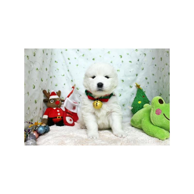 販売中の栃木県のサモエド-426334