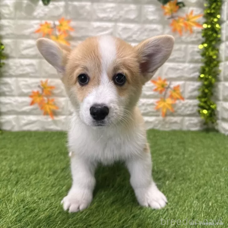 販売中の愛知県のウェルシュコーギーペンブローク-414576