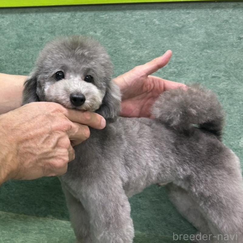 販売中の東京都のトイプードル-426343の2枚目