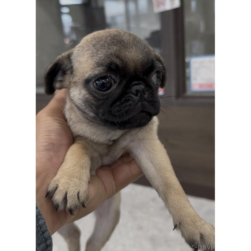 販売中の福岡県のパグ-418849の6枚目