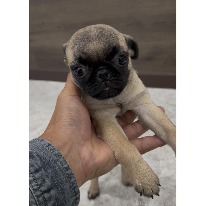 販売中の福岡県のパグ-418849の5枚目