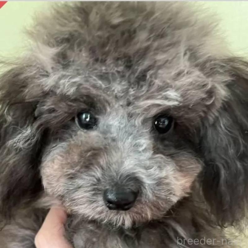 販売中の福岡県のティーカッププードル-426337