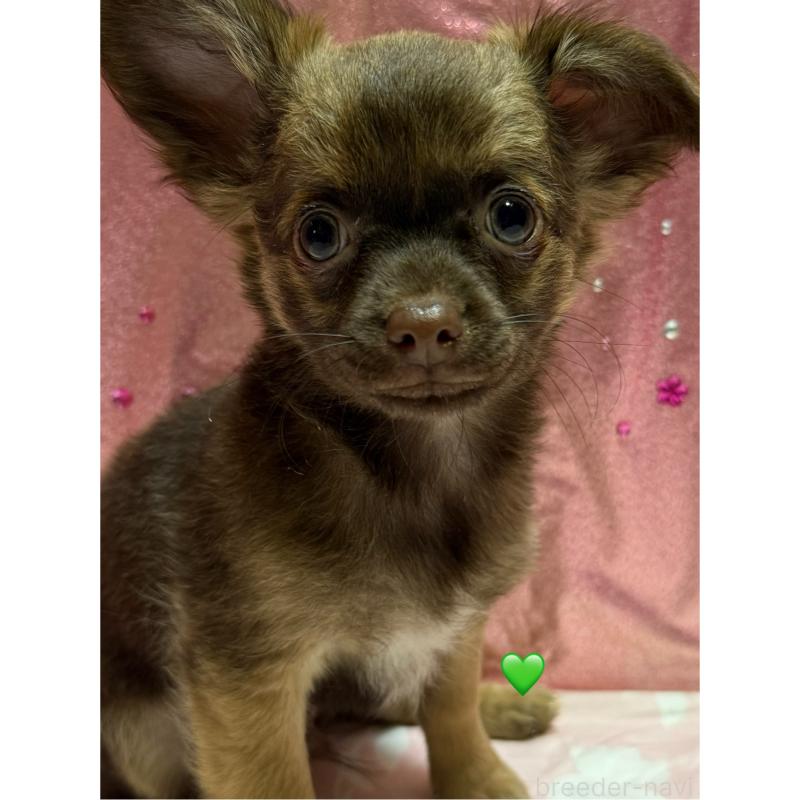 販売中の愛知県のチワワ(ロングコート)-416521