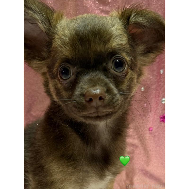 成約済の愛知県のチワワ(ロングコート)-416521の2枚目