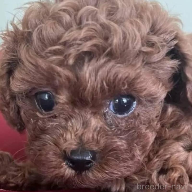 販売中の福岡県のタイニープードル-426338の2枚目