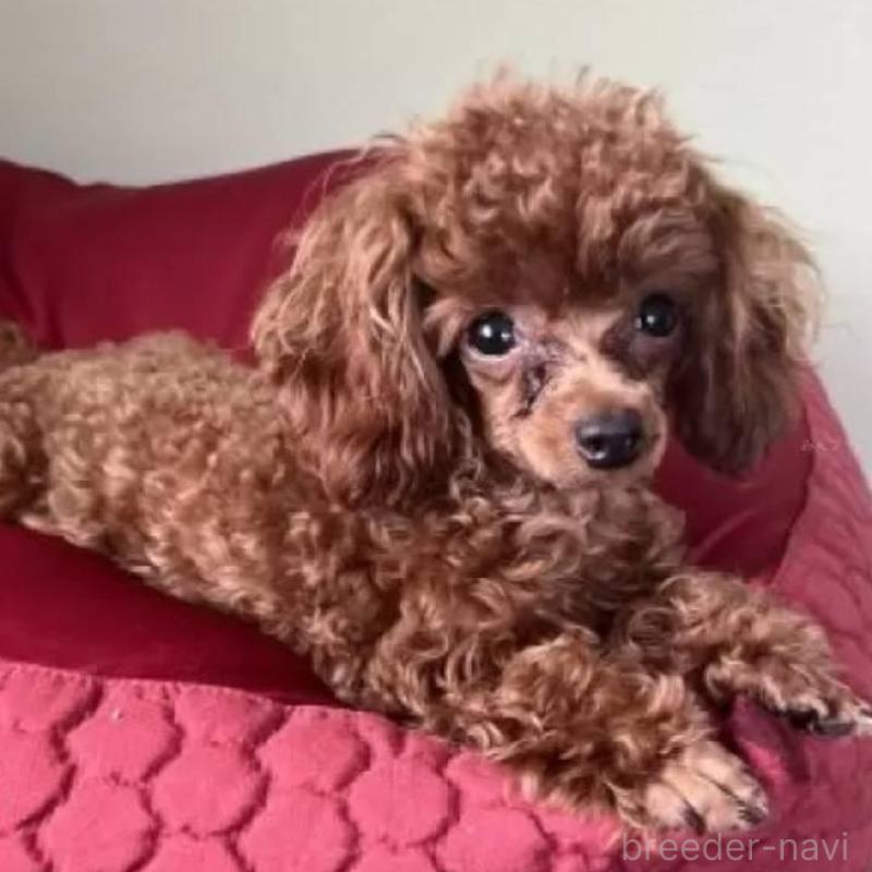 販売中の福岡県のティーカッププードル-426339の1枚目