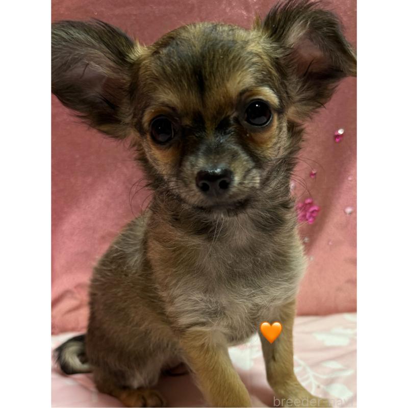 販売中の愛知県のチワワ(ロングコート)-416522の1枚目