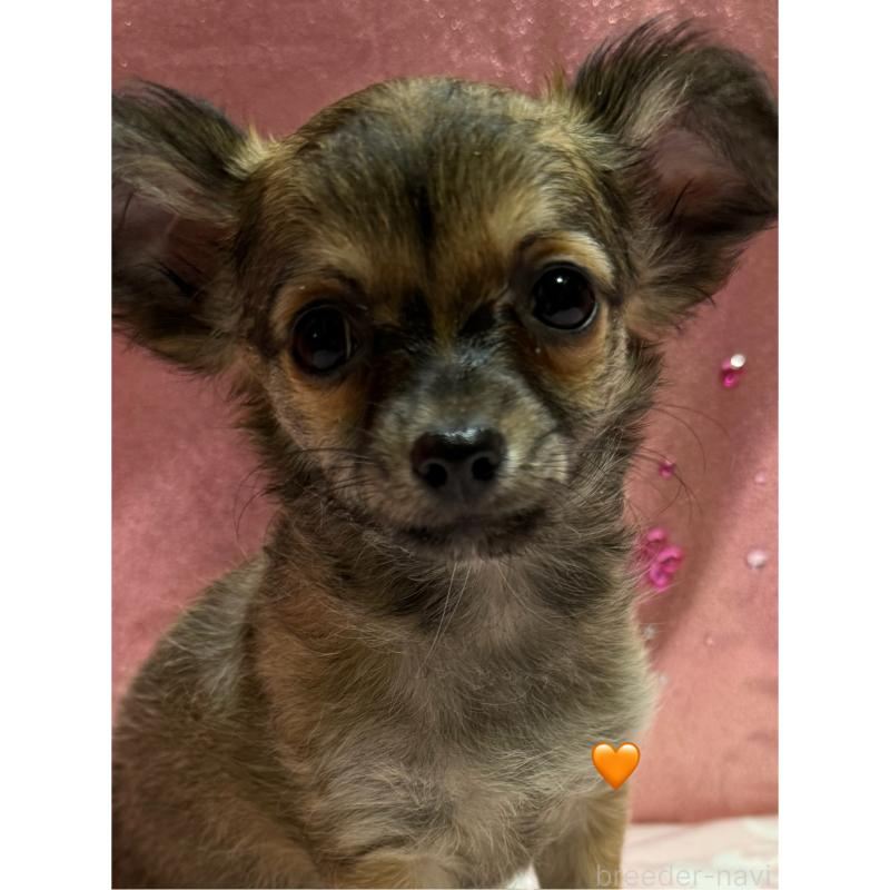 販売中の愛知県のチワワ(ロングコート)-416522の3枚目