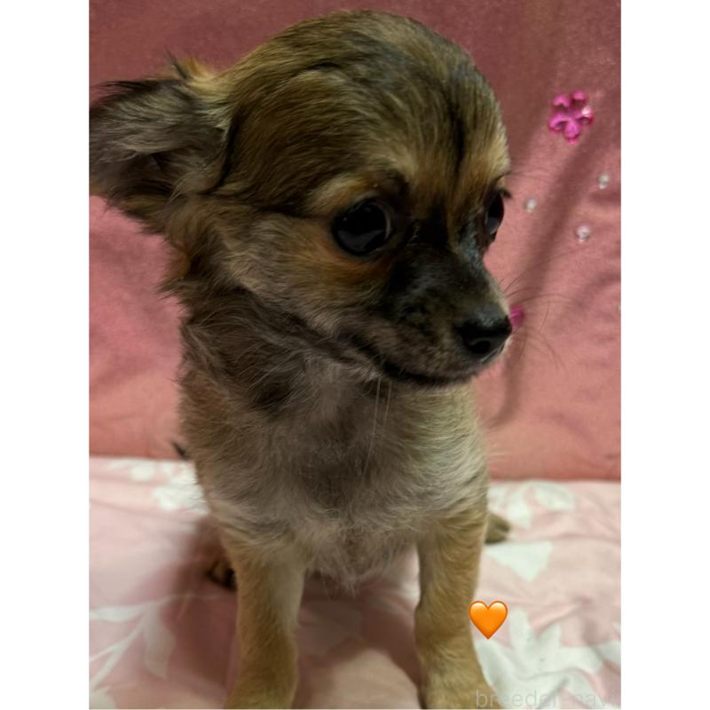 販売中の愛知県のチワワ(ロングコート)-416522の2枚目