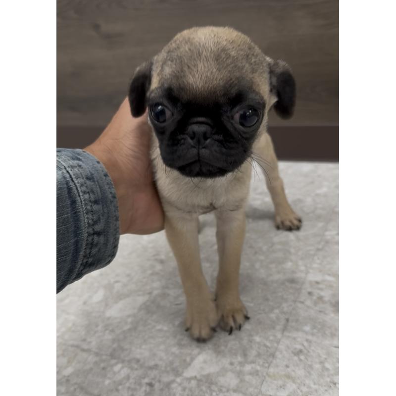 販売中の福岡県のパグ-418856の5枚目