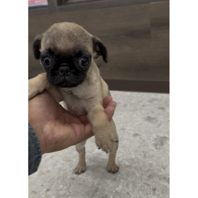 販売中の福岡県のパグ-418856の4枚目