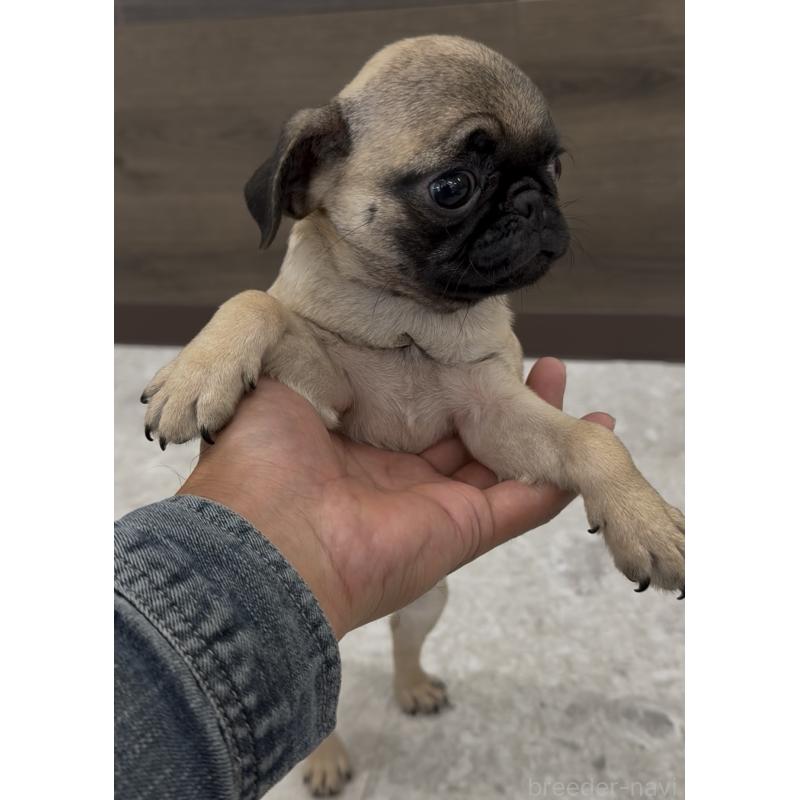 販売中の福岡県のパグ-418856の3枚目