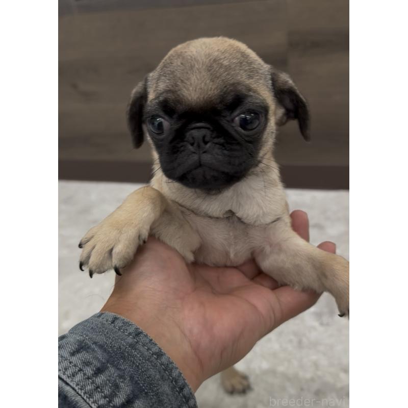 販売中の福岡県のパグ-418856の2枚目