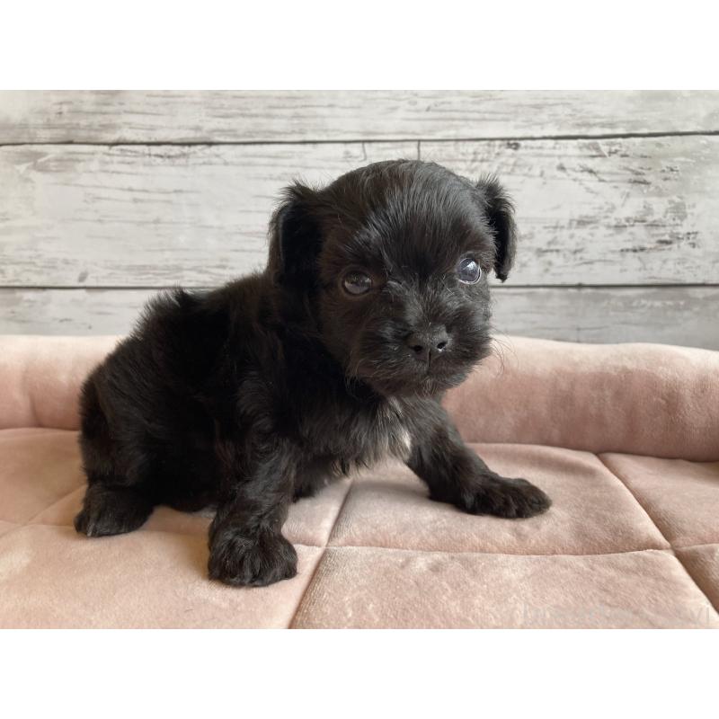 販売中の北海道のチワプー:チワワ×トイプードル-426340の6枚目