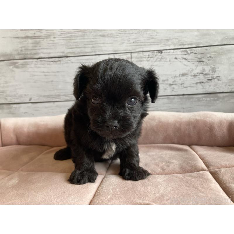 販売中の北海道のチワプー:チワワ×トイプードル-426340の5枚目