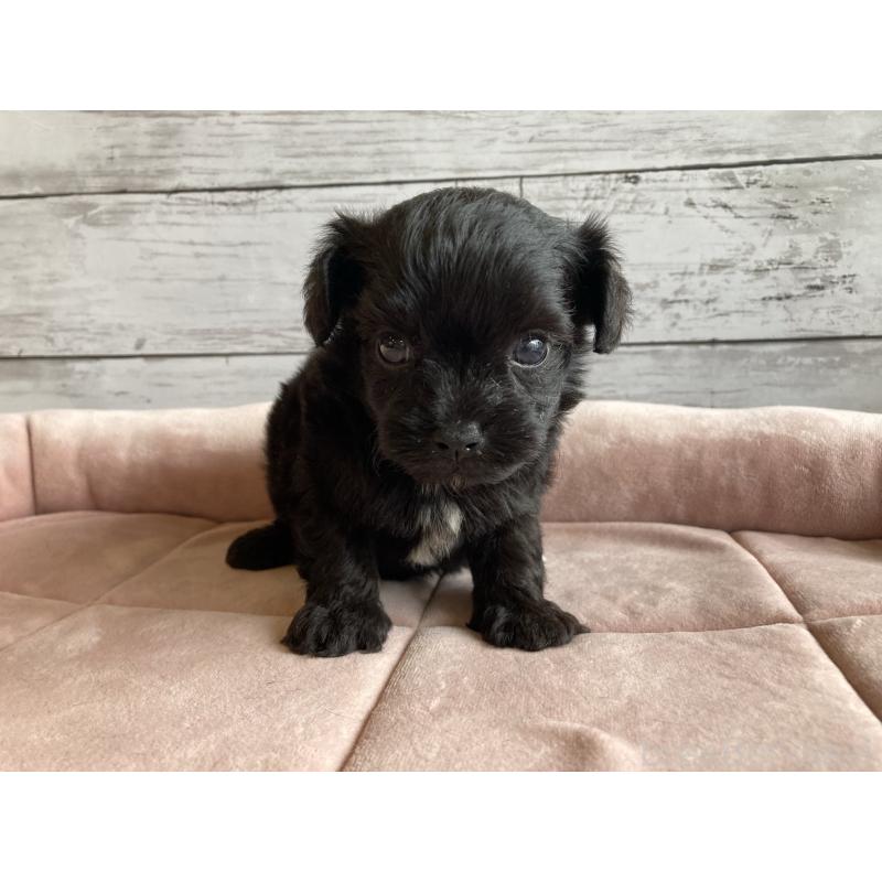 販売中の北海道のチワプー:チワワ×トイプードル-426340の4枚目