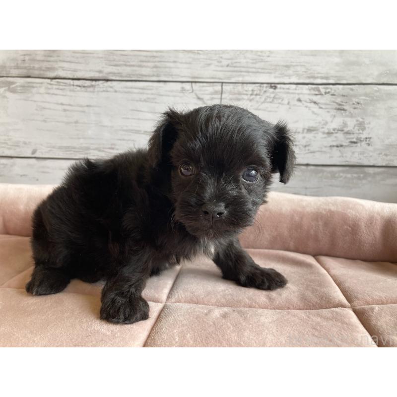 販売中の北海道のチワプー:チワワ×トイプードル-426340の3枚目