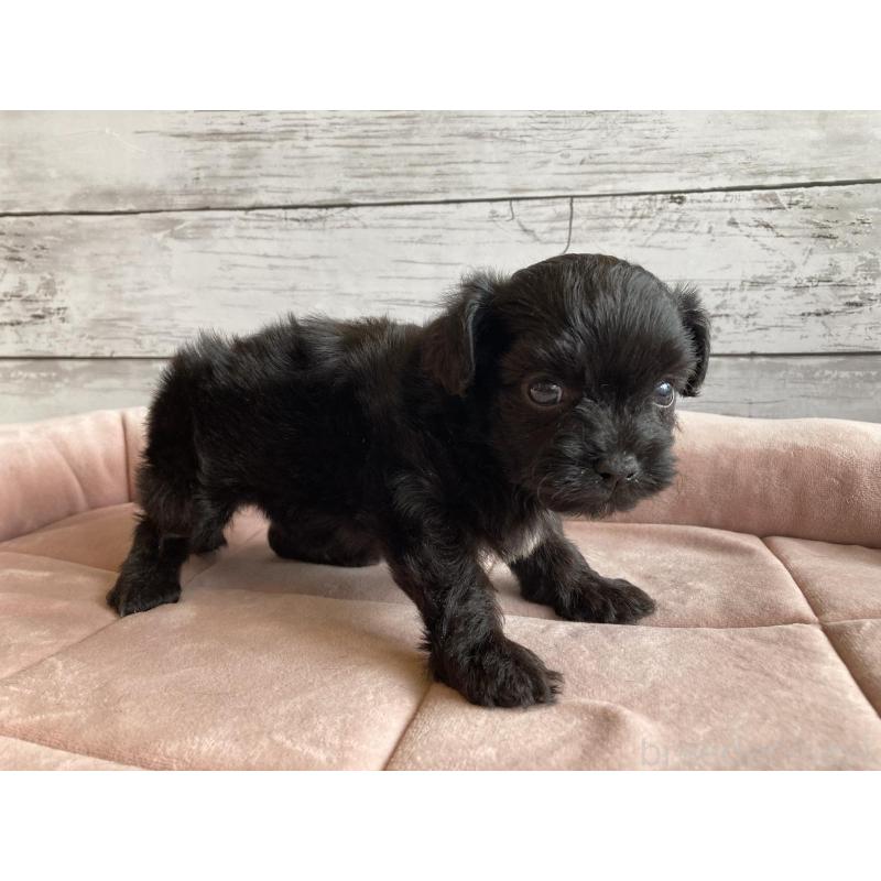 販売中の北海道のチワプー:チワワ×トイプードル-426340の2枚目