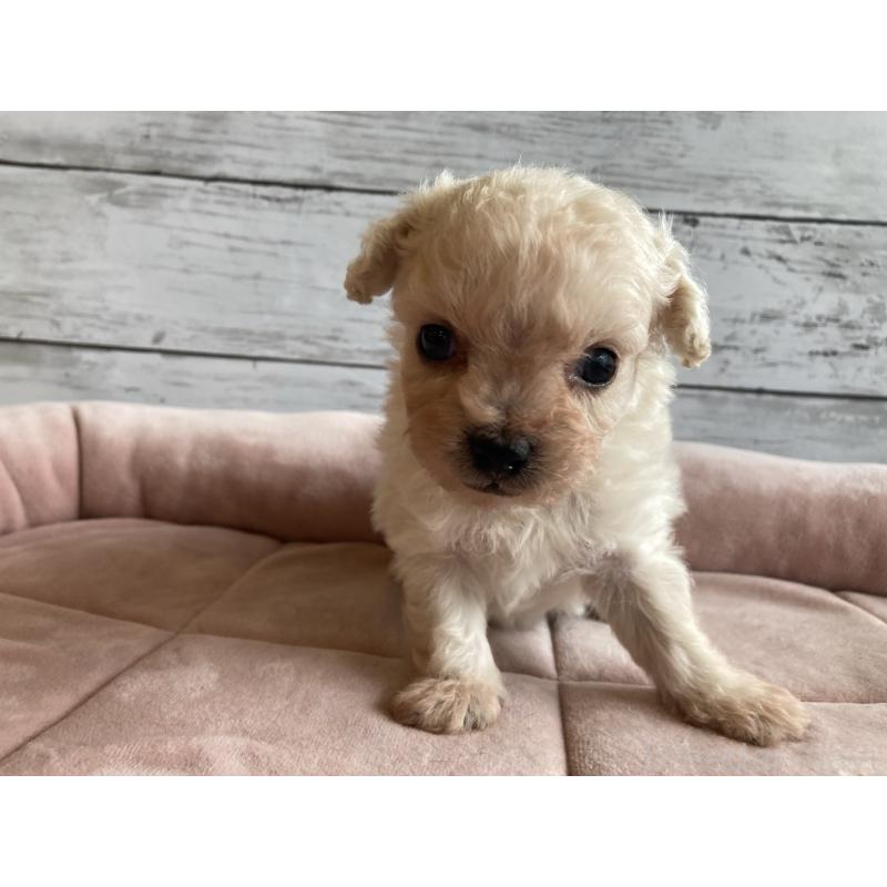 販売中の北海道のチワプー:チワワ×トイプードル-426341の6枚目