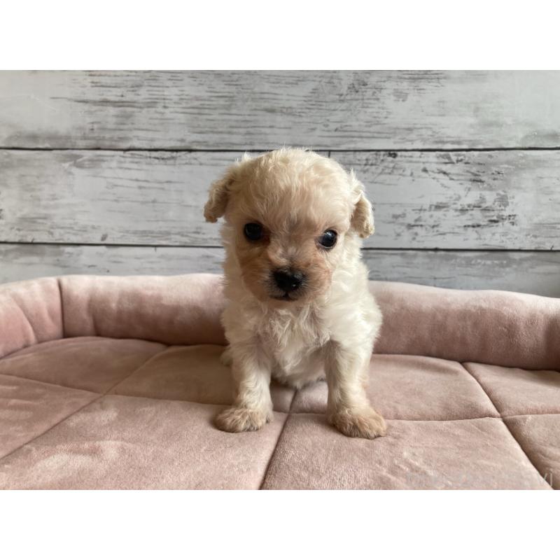 販売中の北海道のチワプー:チワワ×トイプードル-426341の5枚目