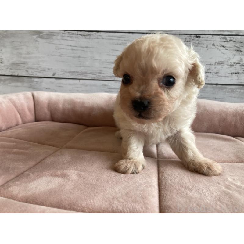 販売中の北海道のチワプー:チワワ×トイプードル-426341の4枚目