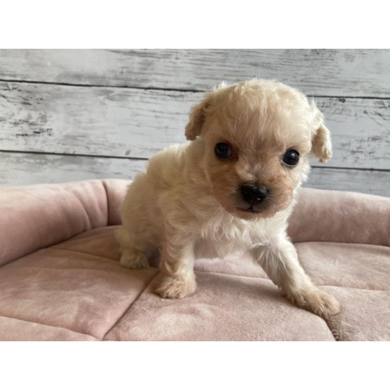 販売中の北海道のチワプー:チワワ×トイプードル-426341の3枚目