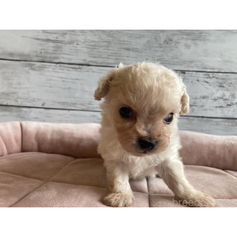 販売中の北海道のチワプー:チワワ×トイプードル-426341の2枚目