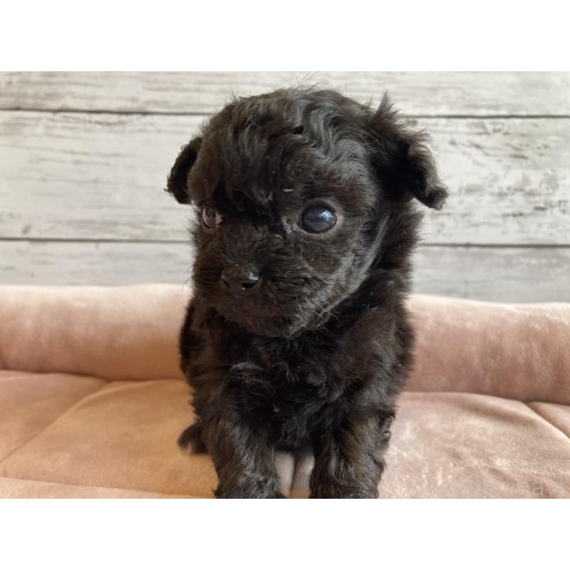 販売中の北海道のチワプー:チワワ×トイプードル-426342の6枚目