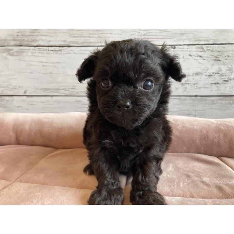 販売中の北海道のチワプー:チワワ×トイプードル-426342の5枚目