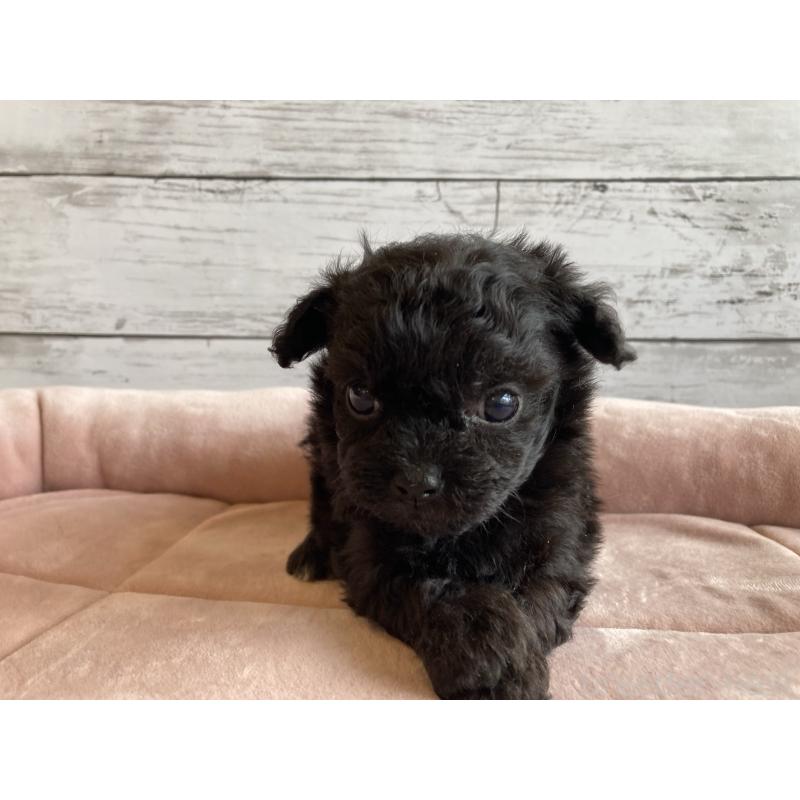 販売中の北海道のチワプー:チワワ×トイプードル-426342の4枚目