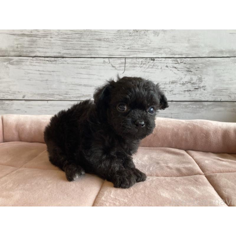 販売中の北海道のチワプー:チワワ×トイプードル-426342の3枚目