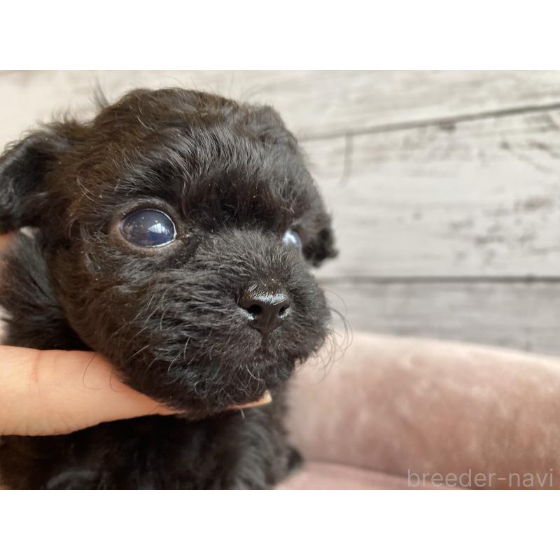 販売中の北海道のチワプー:チワワ×トイプードル-426342の2枚目