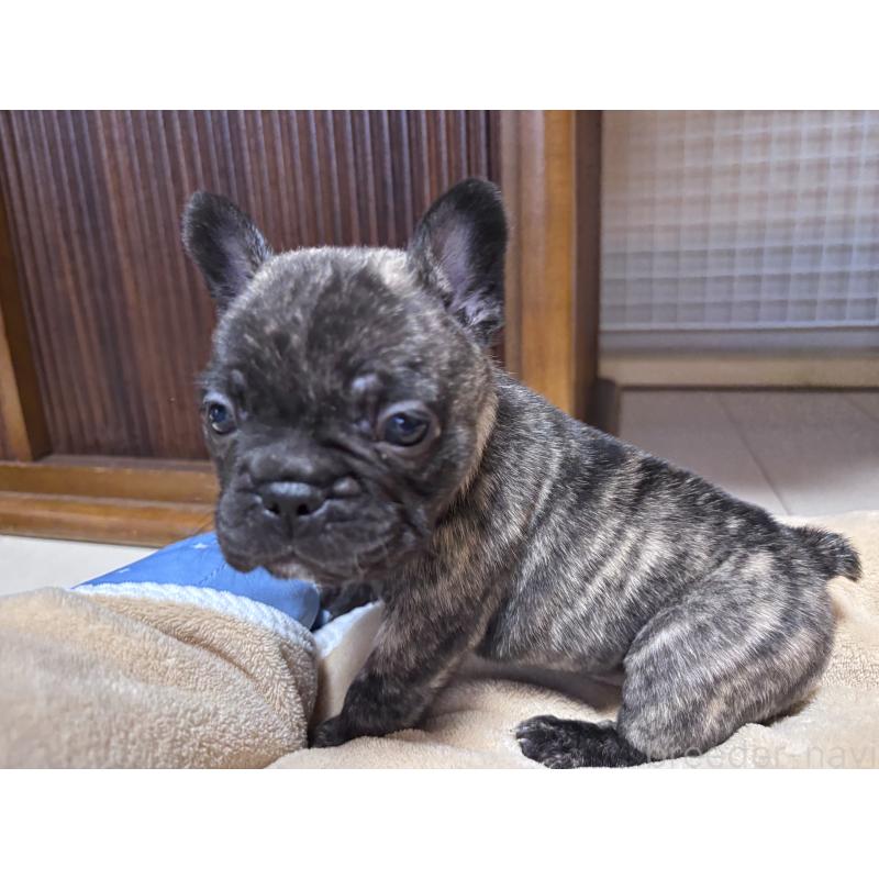 成約済の三重県のフレンチブルドッグ-421677の4枚目