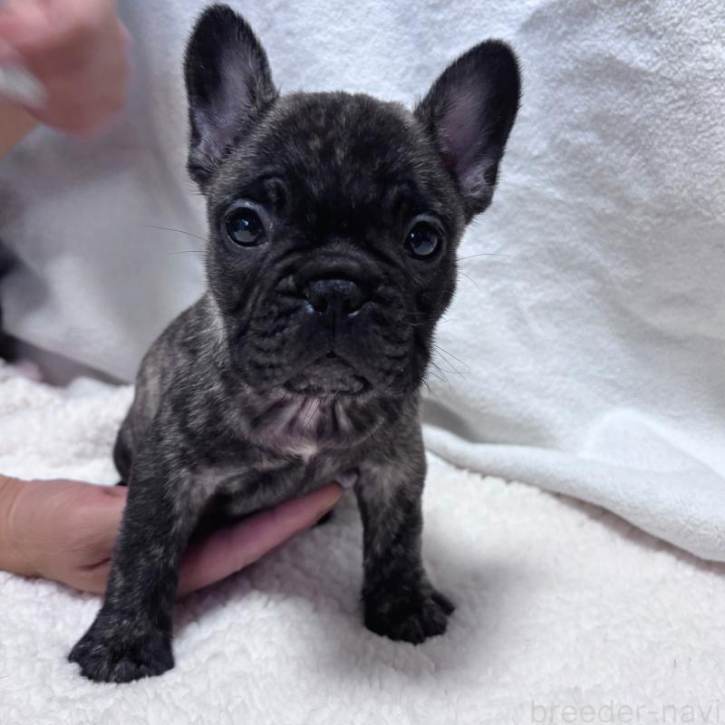 販売中の三重県のフレンチブルドッグ-421677