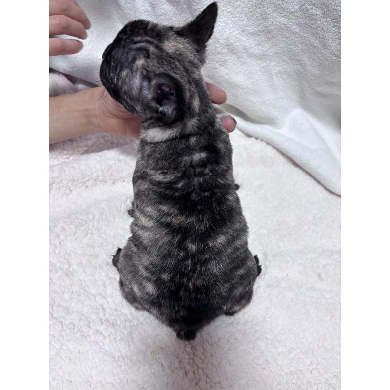成約済の三重県のフレンチブルドッグ-421677の3枚目