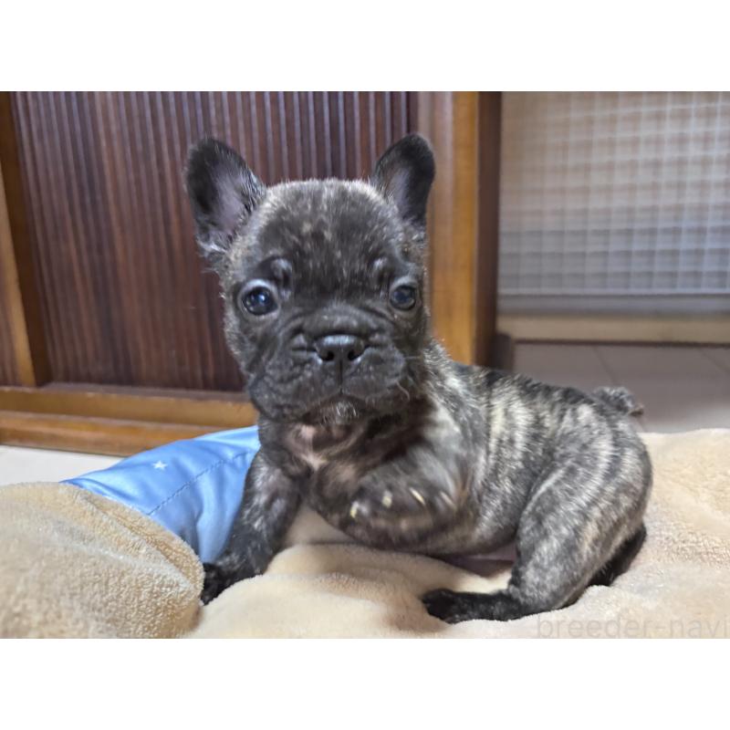 成約済の三重県のフレンチブルドッグ-421677の2枚目