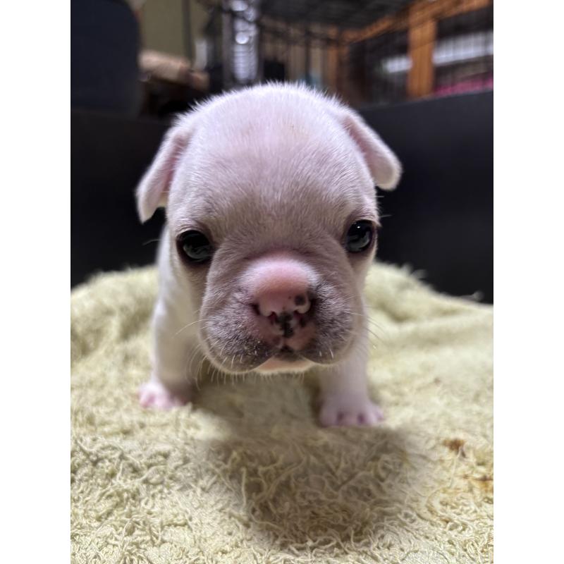 販売中の三重県のフレンチブルドッグ-426347の1枚目