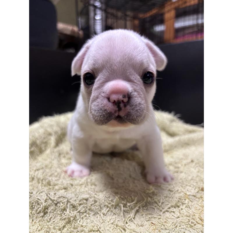 販売中の三重県のフレンチブルドッグ-426347の4枚目