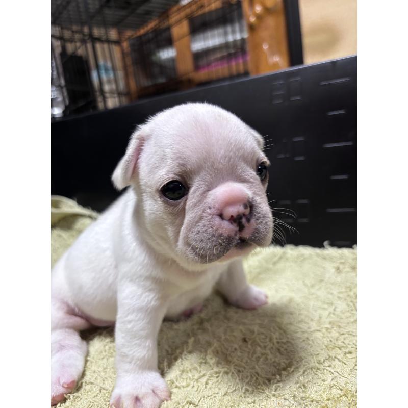 販売中の三重県のフレンチブルドッグ-426347の3枚目