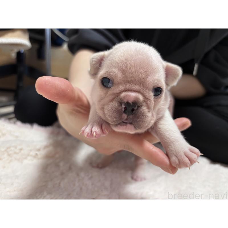 販売中の三重県のフレンチブルドッグ-426347の2枚目