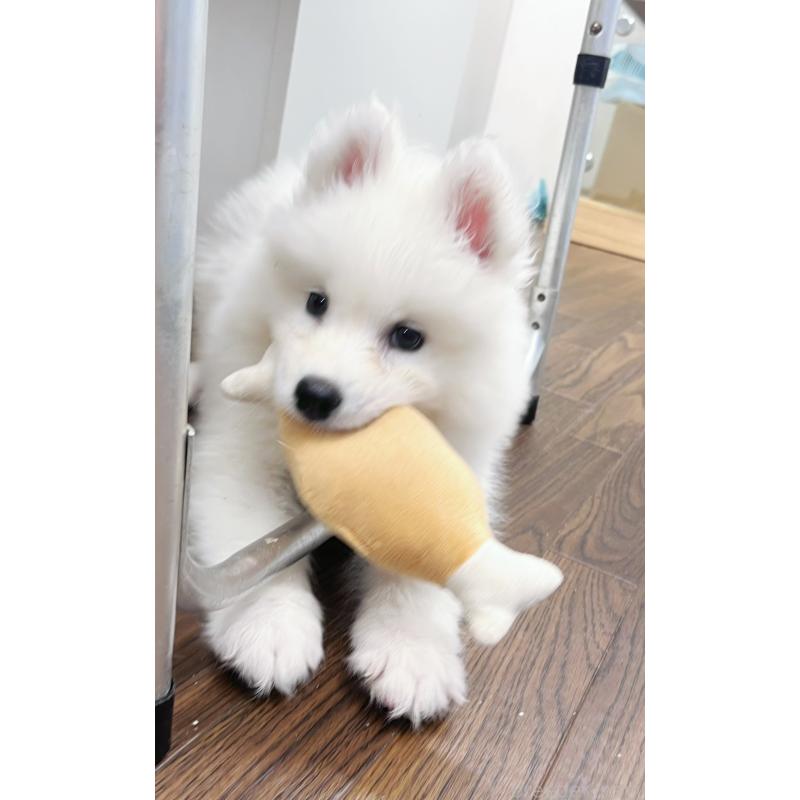 成約済の東京都のサモエド-421691の3枚目