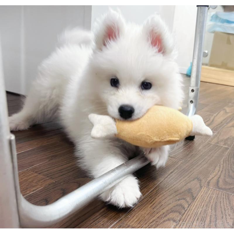 成約済の東京都のサモエド-421691の2枚目