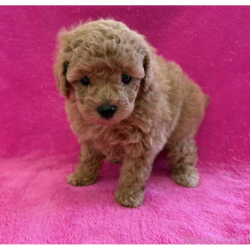 販売中の愛知県のトイプードル-426344の3枚目