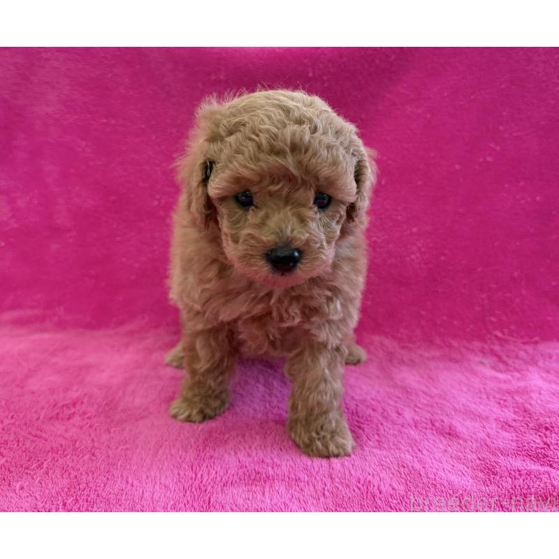 販売中の愛知県のトイプードル-426344の2枚目