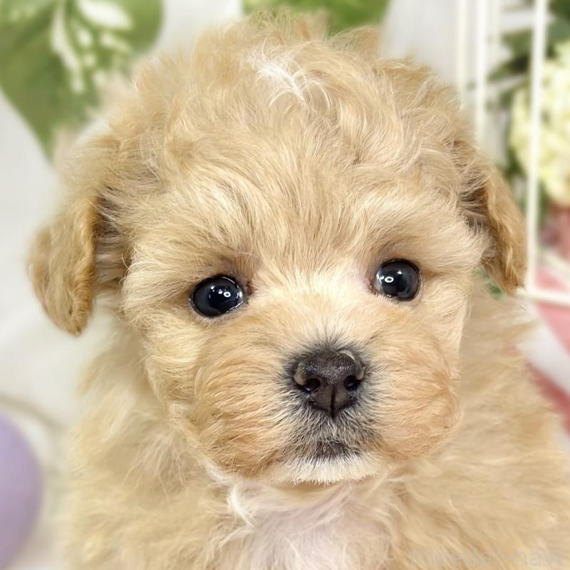 販売中の滋賀県のマルプー:マルチーズ×トイプードル-426345の1枚目