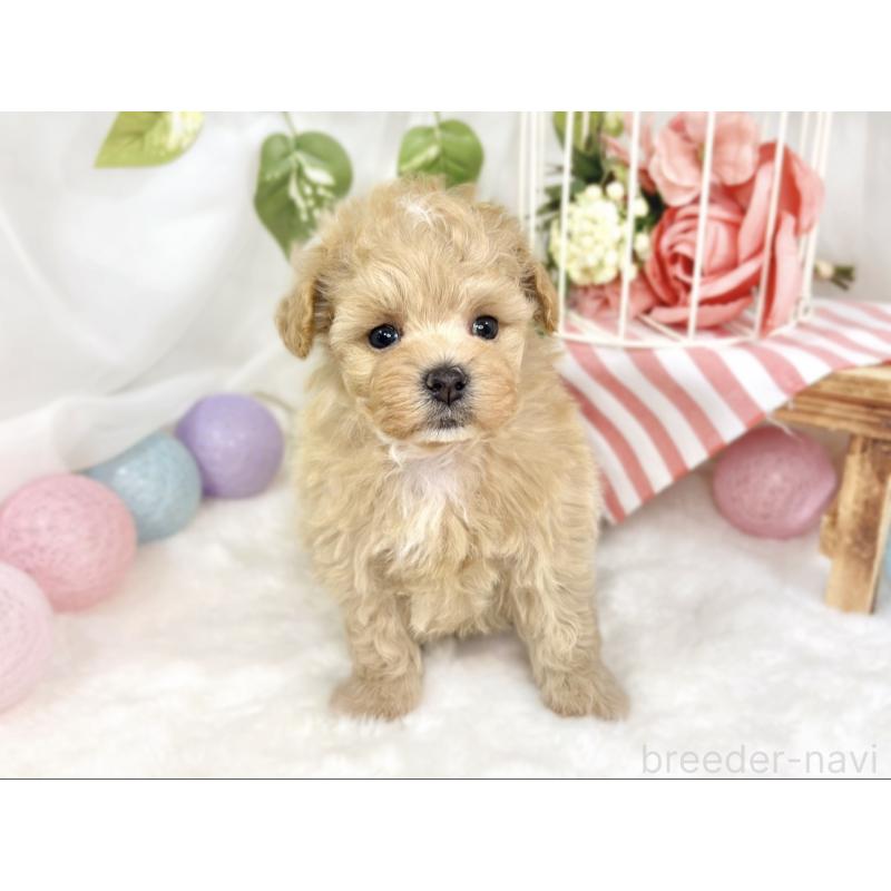 販売中の滋賀県のマルプー:マルチーズ×トイプードル-426345の4枚目