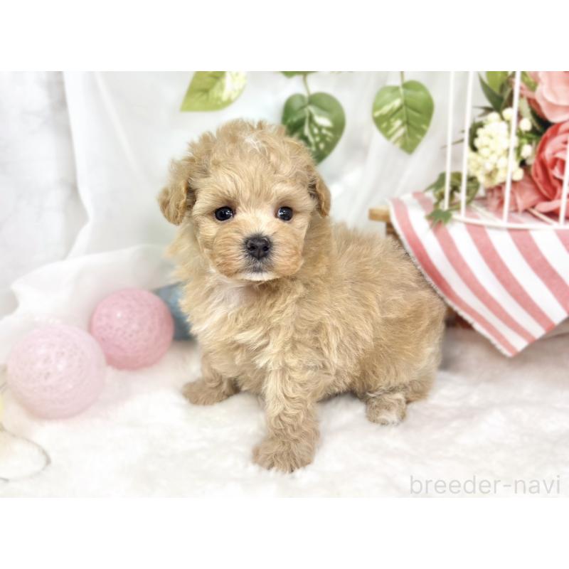 販売中の滋賀県のマルプー:マルチーズ×トイプードル-426345の3枚目